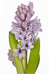 Dagvers op FloraHolland